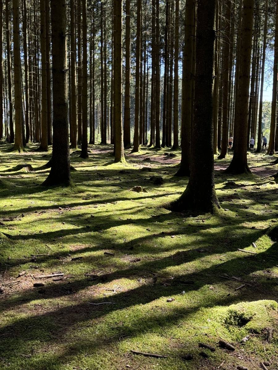 Sunlight and long shadows across moss between tall pines